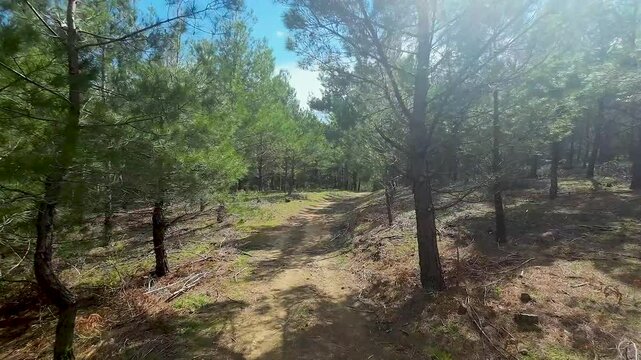 dense forest of pine nut trees, walk among trees, walk in the forest, Kozak Plateau