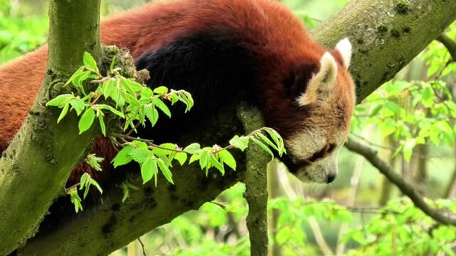 A serene and adorable red panda is lounging comfortably on a tree branch, surrounded by lush green leaves