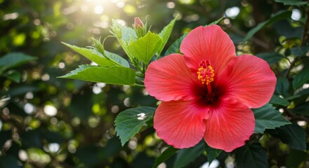 Obraz premium Red Hibiscus Flower Close Up in Sunlight