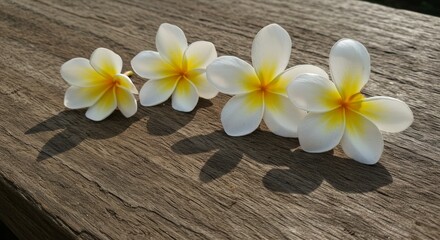 Fototapeta premium Four White Plumeria Flowers on Brown Wooden Surface