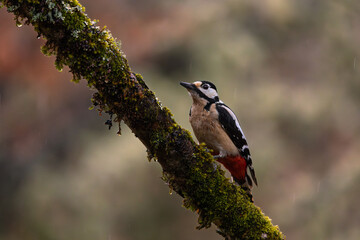 Picapinos - Dendrocopos major