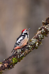 Pico mediano - Dendrocoptes medius