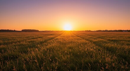 Fototapeta premium Vibrant Sunset Over a Golden Field