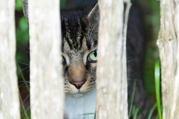 Neugierige getigerte Hauskatze beobachtet durch einen Zaun