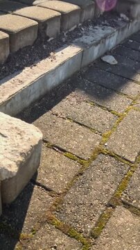 Aged Pavement: Close Up of Worn and Damaged Paving Stones in Riga
