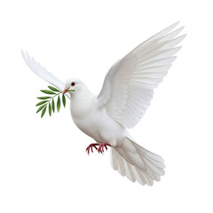 White dove with olive branch isolated on transparent
