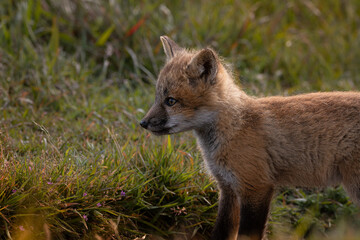 Red Fox Kit Profile