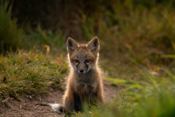Red Fox Kit Sitting on Path