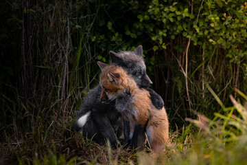 Fox Kits Embracing