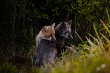 Red and Silver Fox Kits