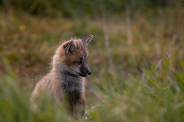 Red Fox Kit Sitting in Grass