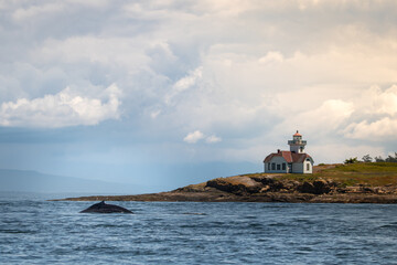Humpback Whale and Lighthhouse
