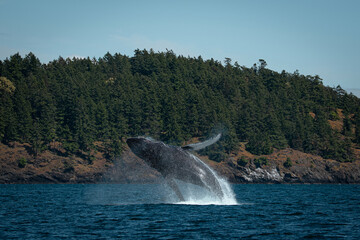 Humpback Whale Breaching