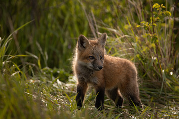 Red Fox Kit Walking