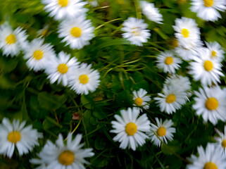 Abstract motion blur of blooming daisies on a green meadow. Dynamic spinning effect creates...