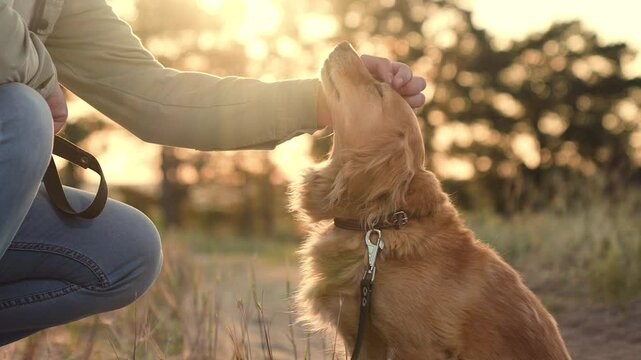 Owner strokes and treats cocker spaniel dog with snack sitting on rural road man takes care of friendly cocker spaniel dog in summer park man strokes dog companion in summer sunset field closeup