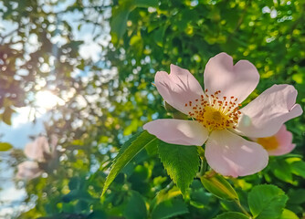 Delicate wild rose flower blooming in soft sunlight with lush green background. A symbol of summer beauty, nature, and gentle atmosphere in close-up floral photography