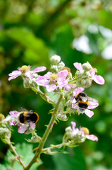 Abejas