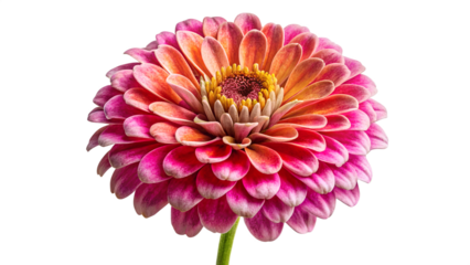 Zinnia With A Stippled Ink Effect on transparent background