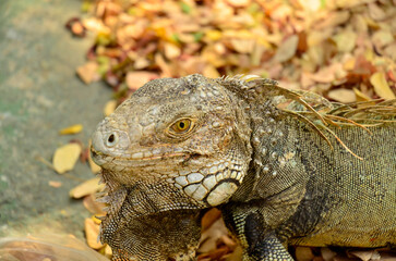Iguana