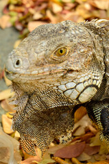 Iguana