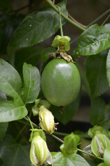 クダモノトケイソウの実