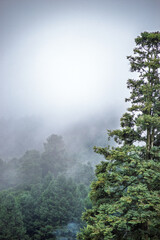 Bosque con neblina