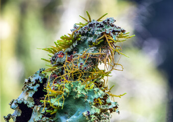 macro lichens