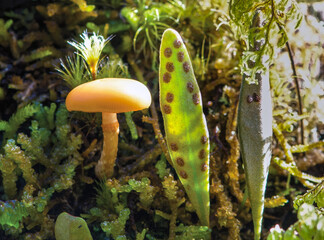 mushroom in the forest
