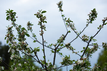 Branch with blooming white apple flowers in the park. Closeup nature. Portrait with natural lighting, untouched colors in evening sky blur background.