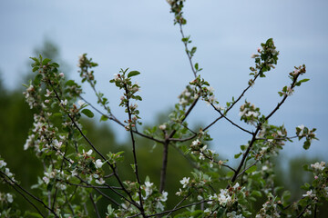 Branch with blooming white apple flowers in the park. Closeup nature. Portrait with natural lighting, untouched colors in evening sky blur background.