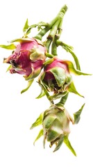 Fototapeta premium Freshly harvested dragon fruit with green stems against a clean white background high resolution photo