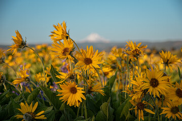 Balsam Root Wildflower Field