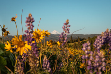 Wildflowers and Mt Hood