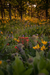 Field of Mixed Wildflowers