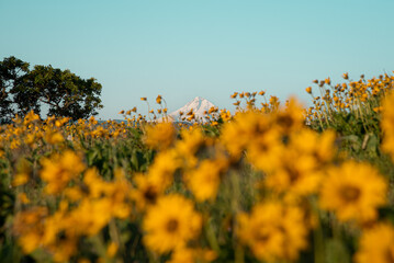 Mountain and Yellow Flowers