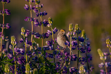 Bird on Lupine
