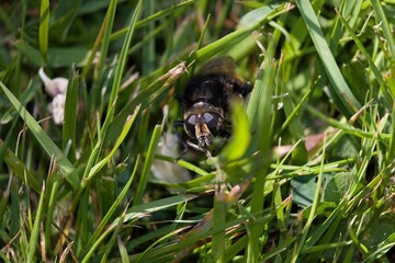 Honey bee crawling in grass.