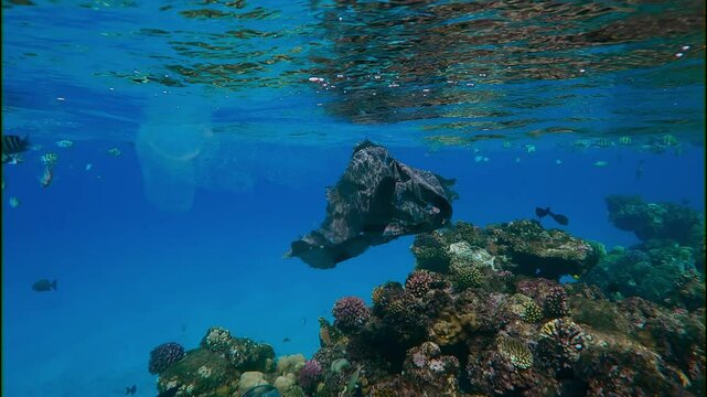 Old black plastic bag with Translucent Colonial Pyrosoma drifting over top of coral reef in turquoise water background, tropical fishes swims nearby, Slow motion, Plastic pollution of Ocean