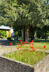 Vibrant red poppies bloom in a raised stone flowerbed surrounded by green trees, benches, and dappled sunlight in a peaceful spring park setting