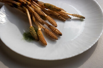 Horsetail is a perennial herbaceous plant with brown stems lying on a white plate.