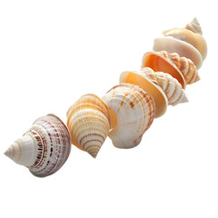 Trendy Shell Bracelet with Minimalist Design Isolated on Transparent Background