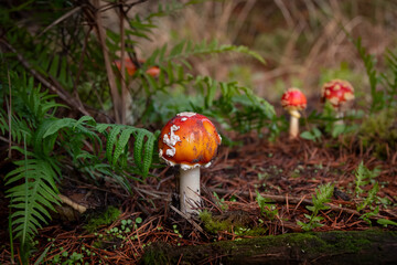Red Spotted Amanita Mushroom