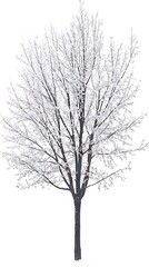 Stark winter tree isolated against a pure white background depicting cold season