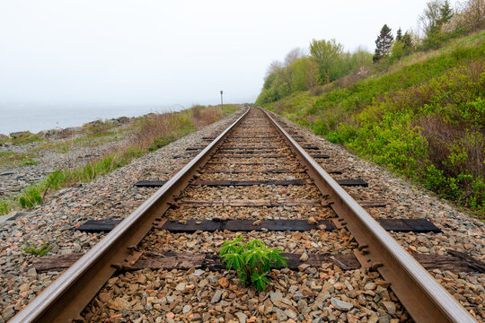plant on railroad tracks in the countryside