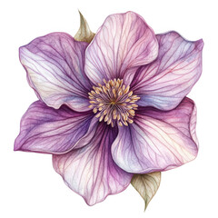 Naklejka premium Watercolor purple flower illustration isolated on transparent background
