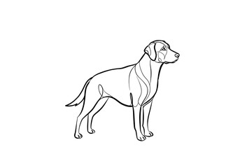 Fototapeta premium Elegant Line Art Labrador: A Single-Line Dog Portrait