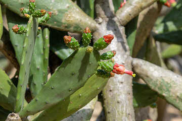 Opuntia cochenillifera cactus grow in the desert area