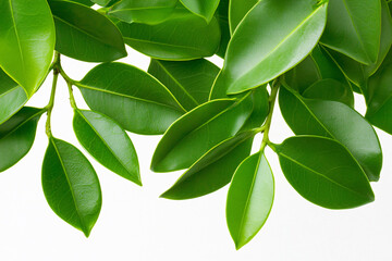 Obraz premium Lush green leaves adorn the frame against a pristine white backdrop creating a fresh sp vibe.