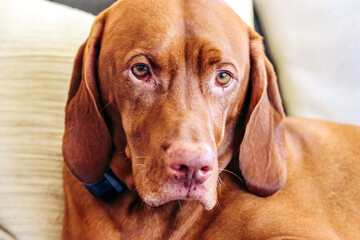 best Vizsla dog
